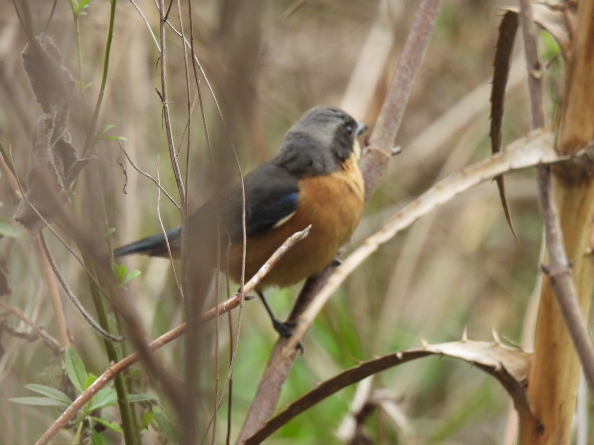 Fawn-breasted Tanager - ML621955697