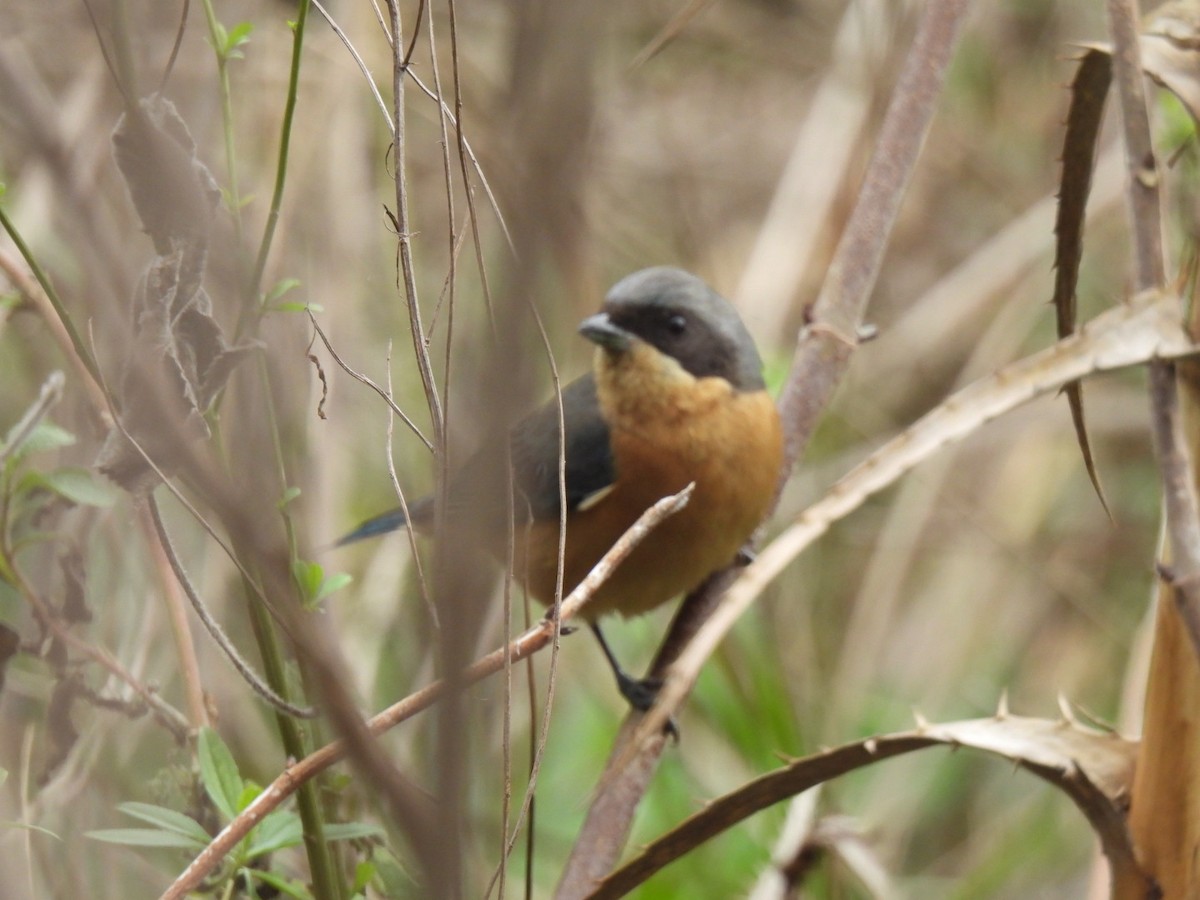 Fawn-breasted Tanager - ML621955699