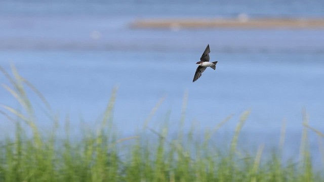 Golondrina Bicolor - ML621955766