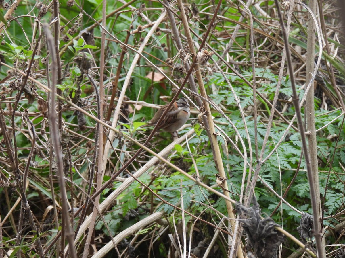 Rufous-collared Sparrow - ML621955780