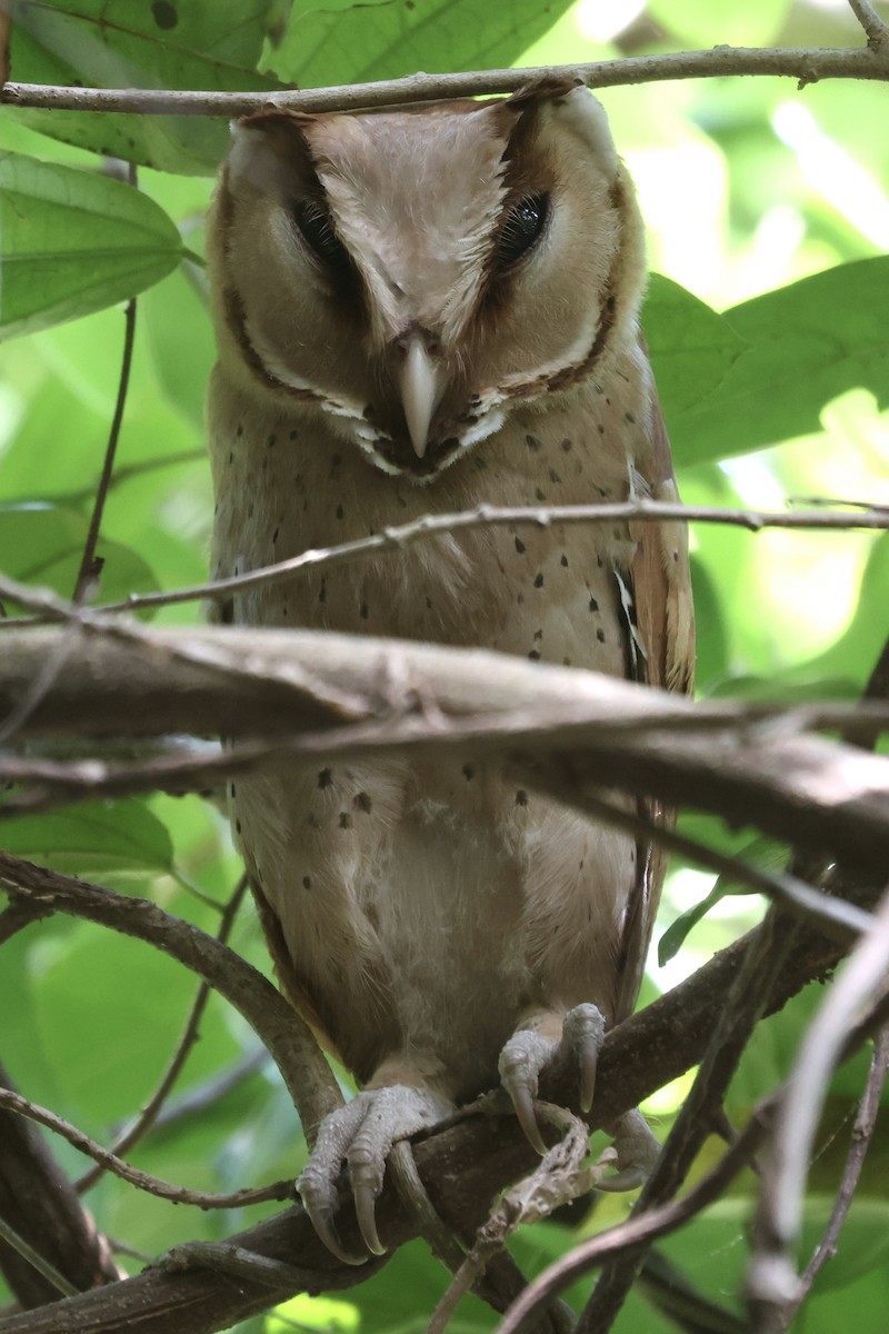 Oriental Bay-Owl - ML621955880