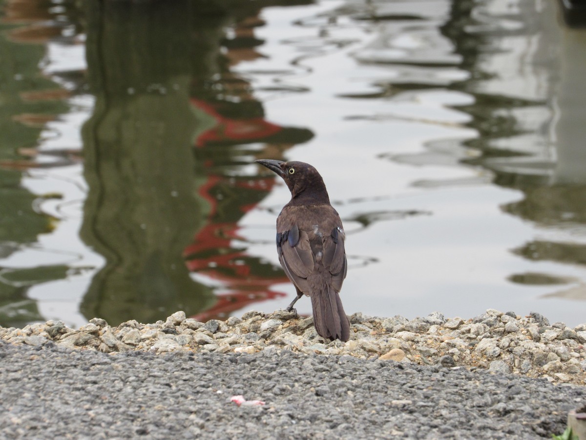 Common Grackle - ML621956109