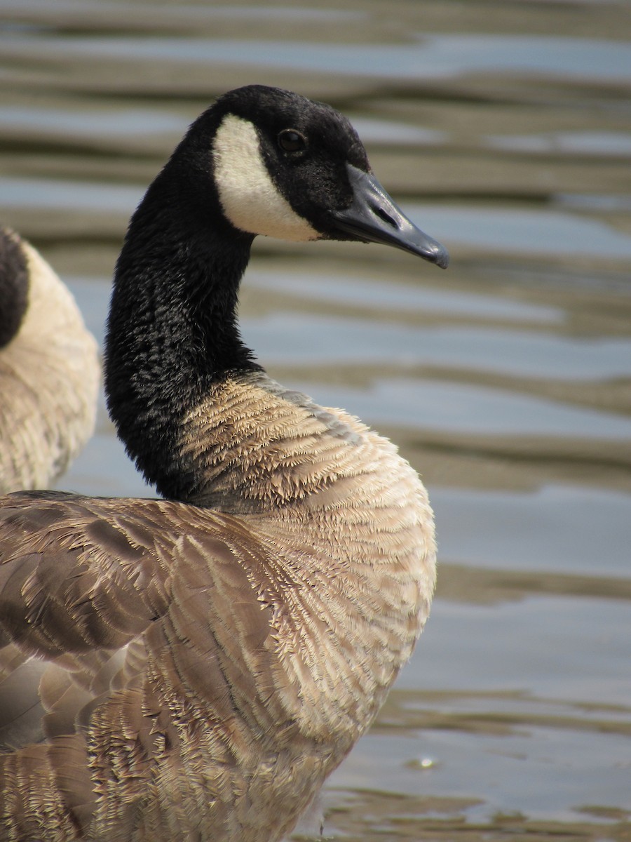 Canada Goose - ML621956190