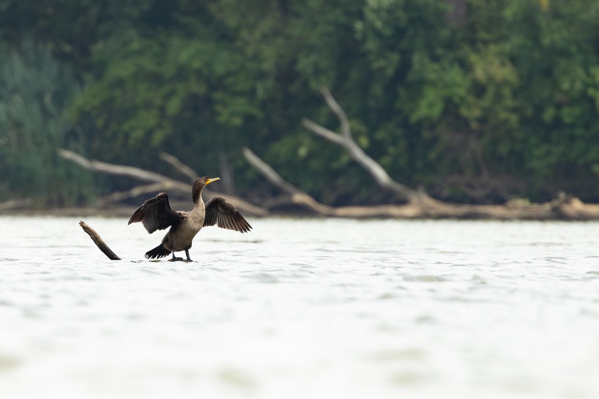 Double-crested Cormorant - ML621956206