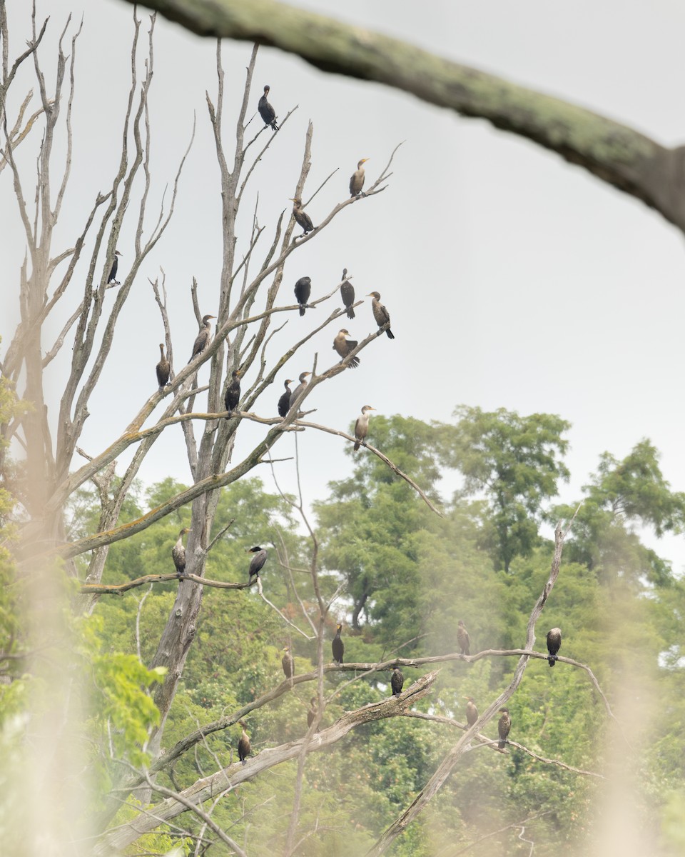 Double-crested Cormorant - ML621956207