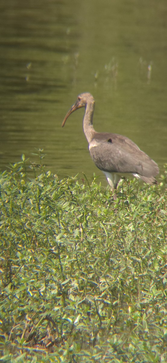 White Ibis - ML621956239