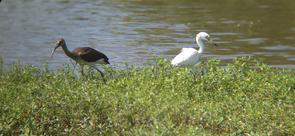 White Ibis - Royce Marcus