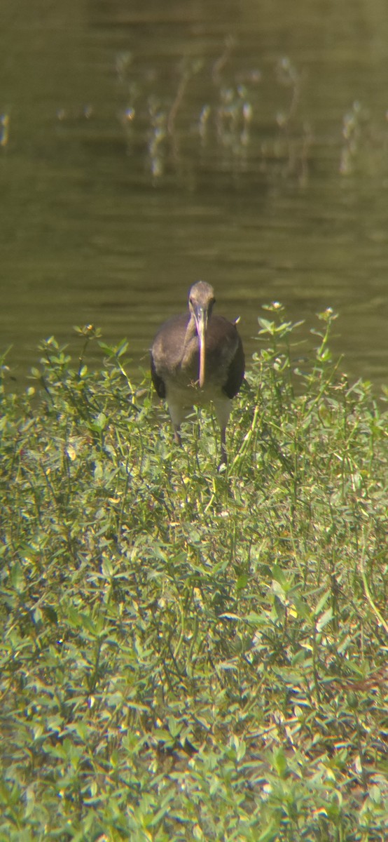 White Ibis - ML621956241