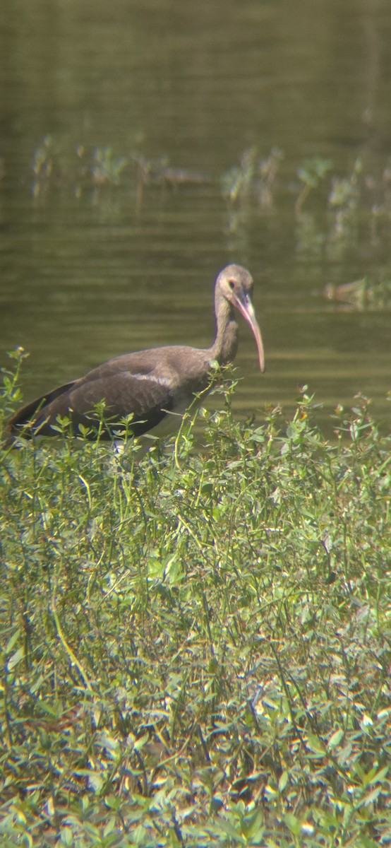 White Ibis - ML621956242