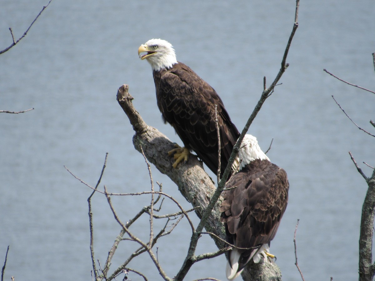 Bald Eagle - ML621956244
