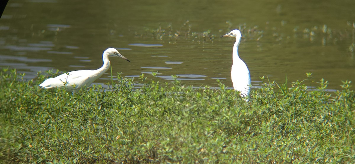 Little Blue Heron - Royce Marcus