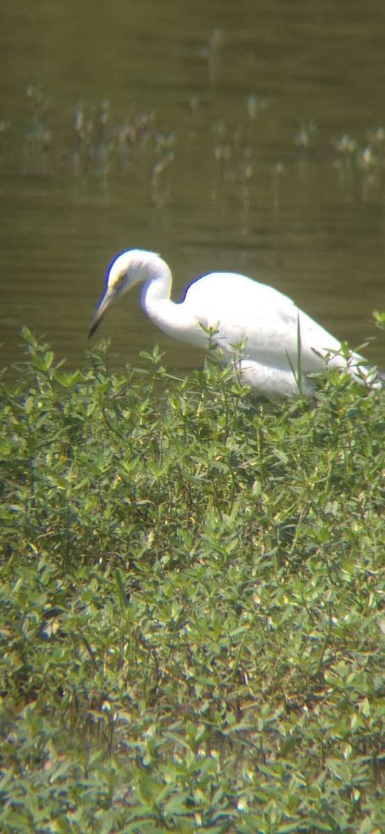 Little Blue Heron - ML621956254