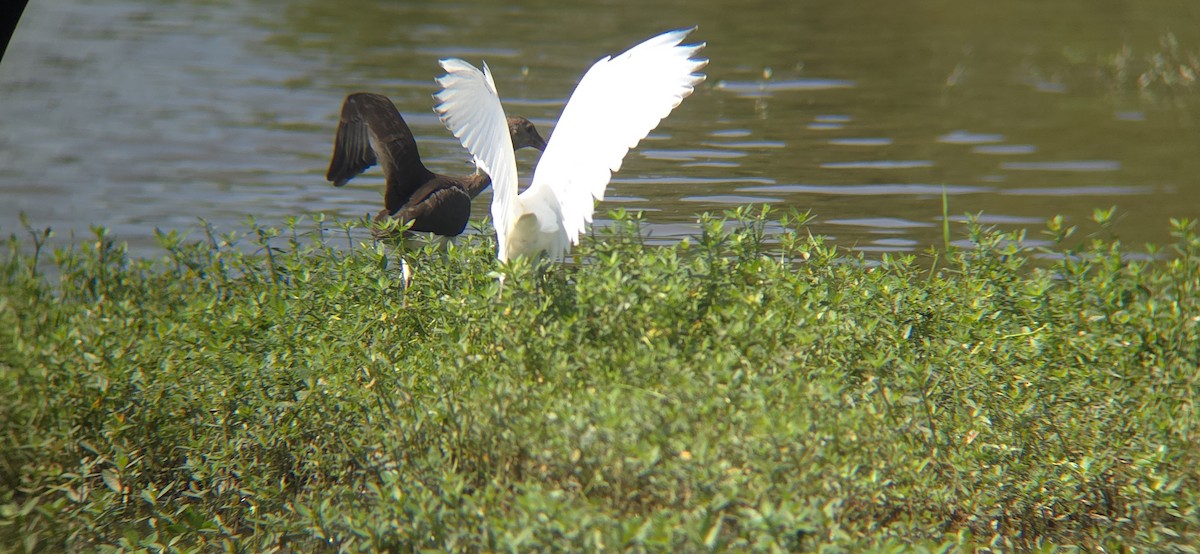 Little Blue Heron - ML621956255