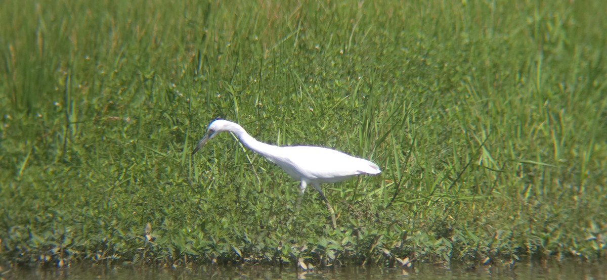 Little Blue Heron - ML621956256