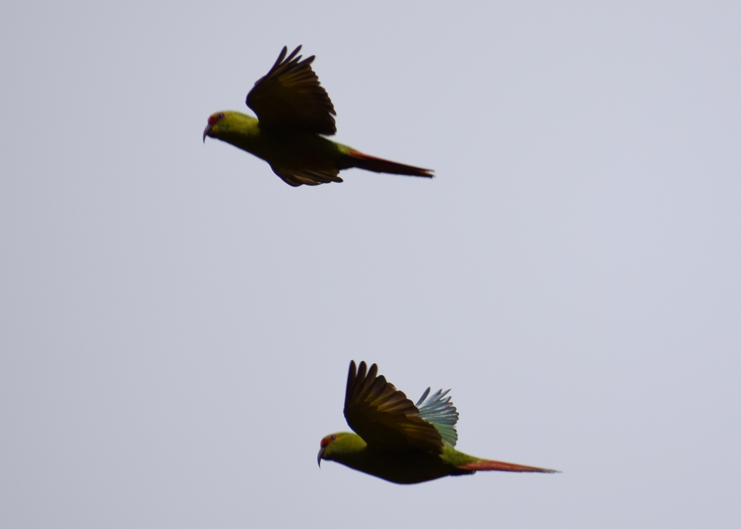 Slender-billed Parakeet - ML621956294