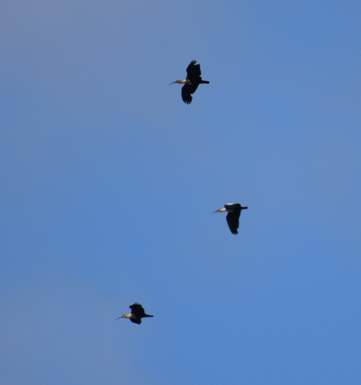 Black-faced Ibis - ML621956296