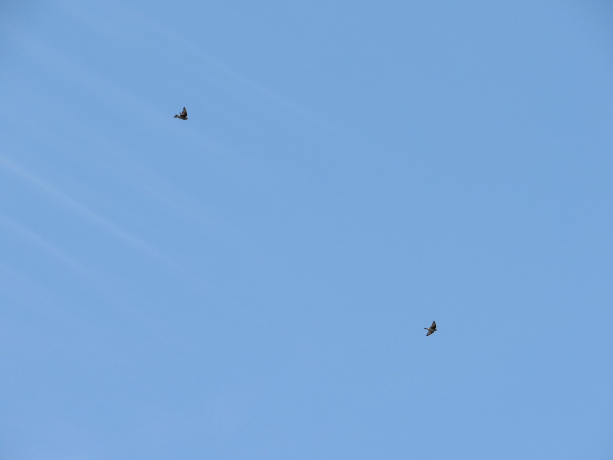 Northern Rough-winged Swallow - Timothy Blanchard