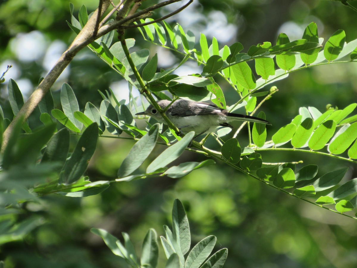 Blue-gray Gnatcatcher - ML621956313