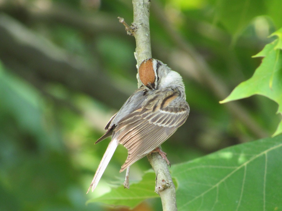 Chipping Sparrow - ML621956337