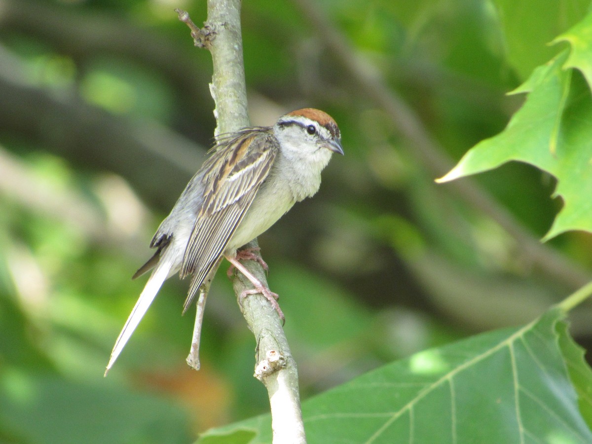 Chipping Sparrow - ML621956343