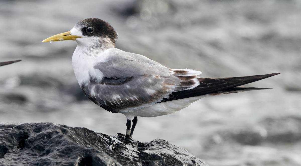 Great Crested Tern - ML621956373