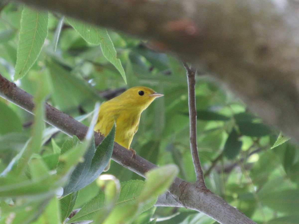 Yellow Warbler - ML621956390