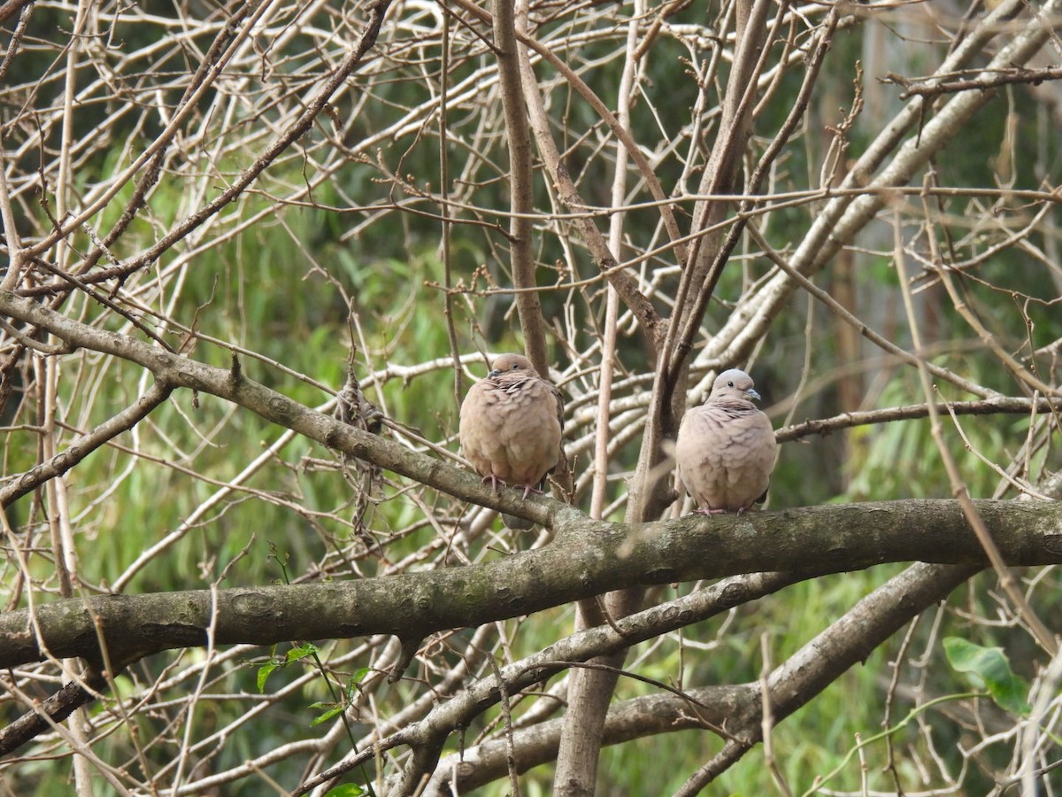 Eared Dove - ML621956421