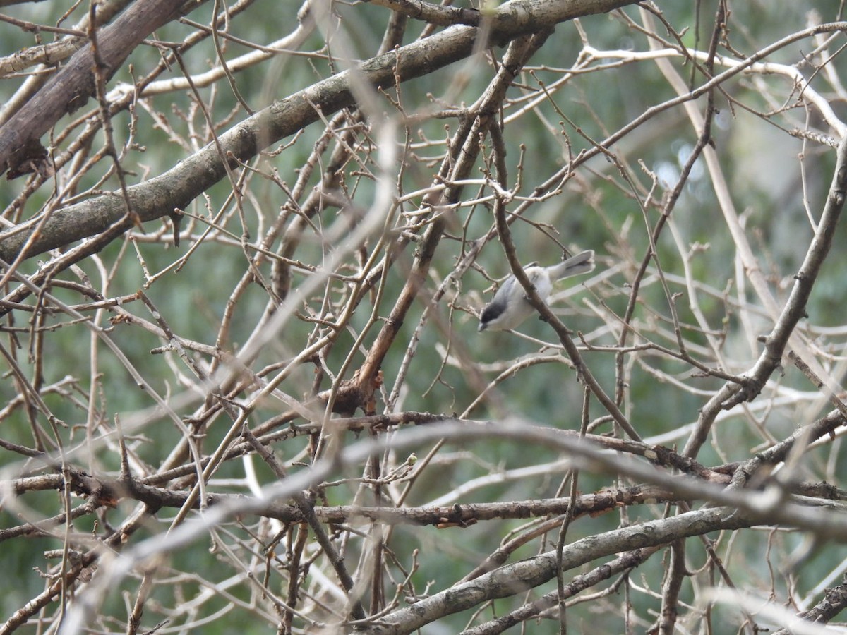 Black-capped Warbling Finch - ML621956457