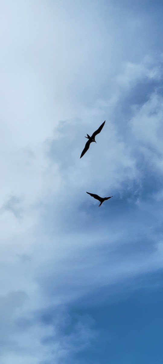 Frégate superbe - ML621956467