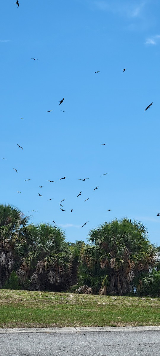 Frégate superbe - ML621956472