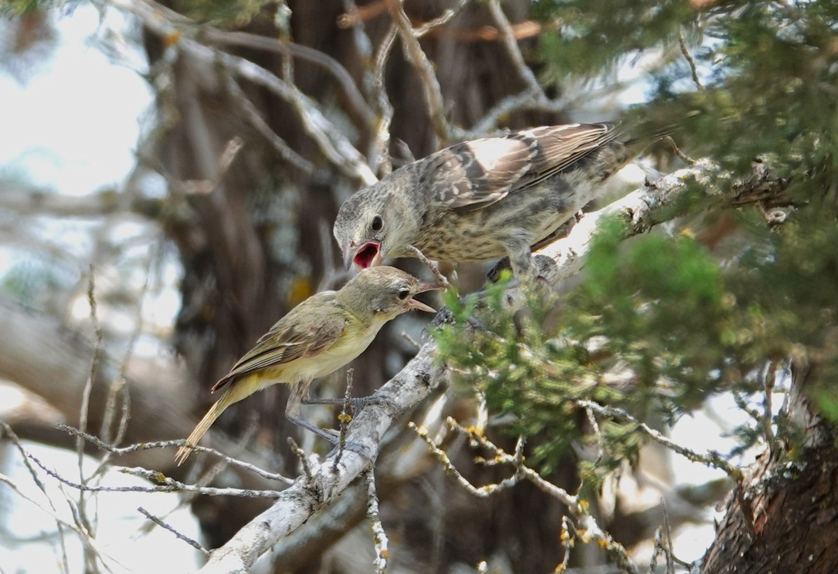 Bell's Vireo - Doug Willick