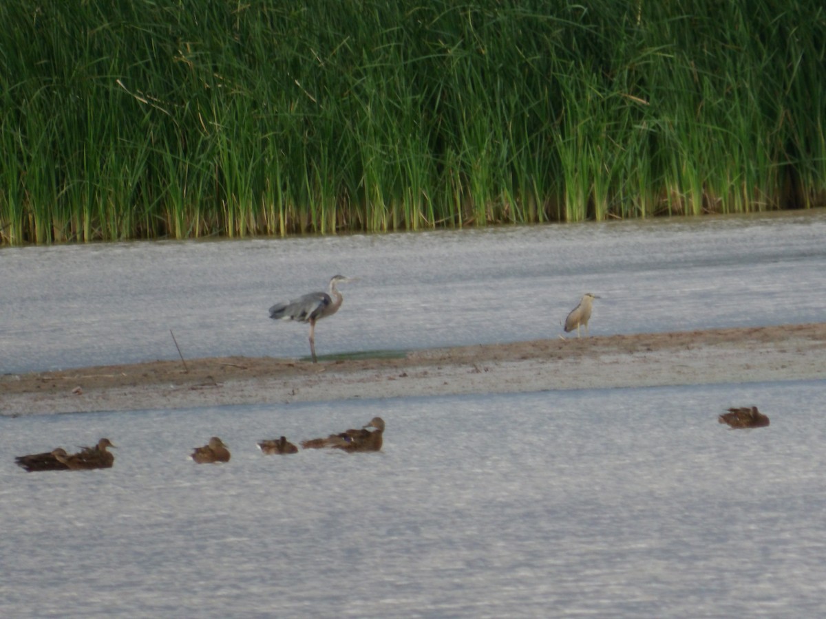 Great Blue Heron - ML621956523