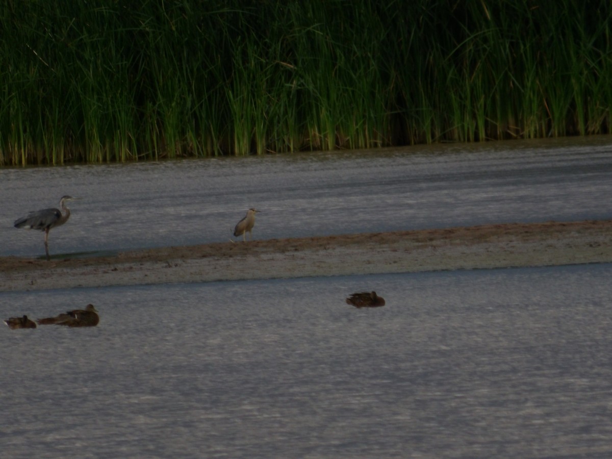 Black-crowned Night Heron - ML621956526