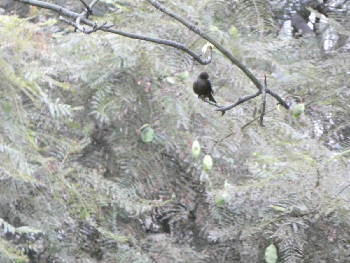 Vermilion Flycatcher (obscurus Group) - ML621956537