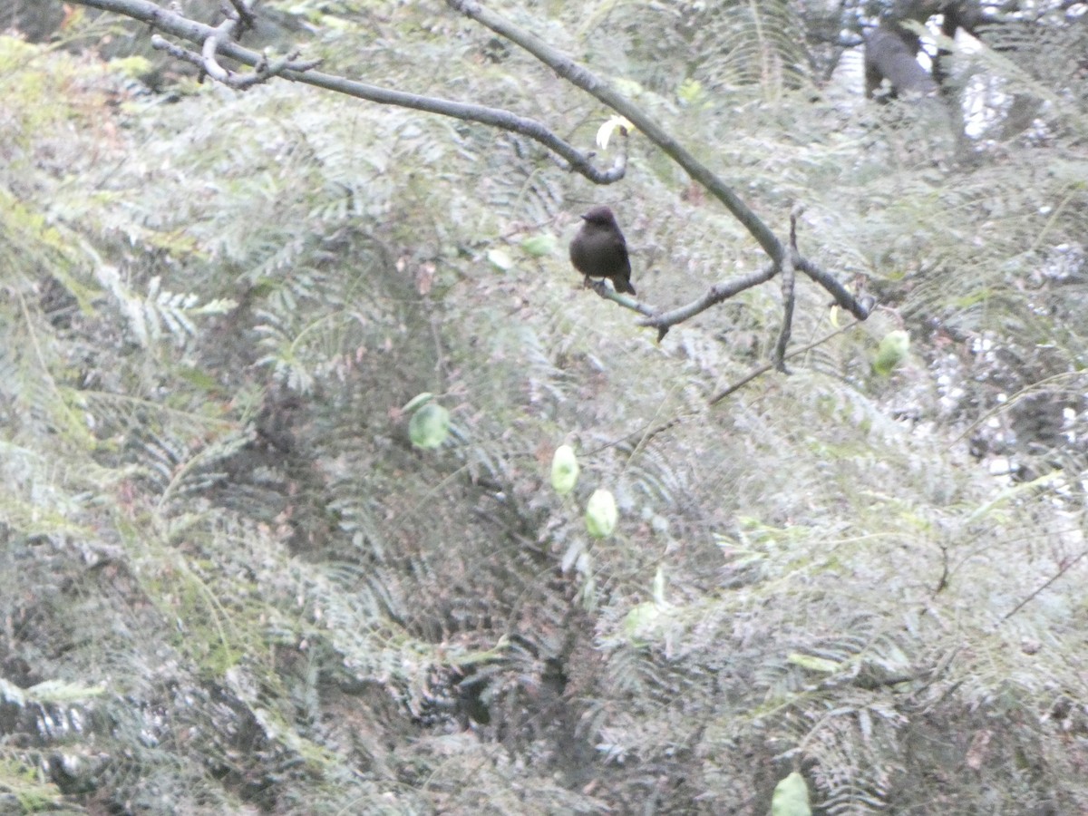 Vermilion Flycatcher (obscurus Group) - ML621956538