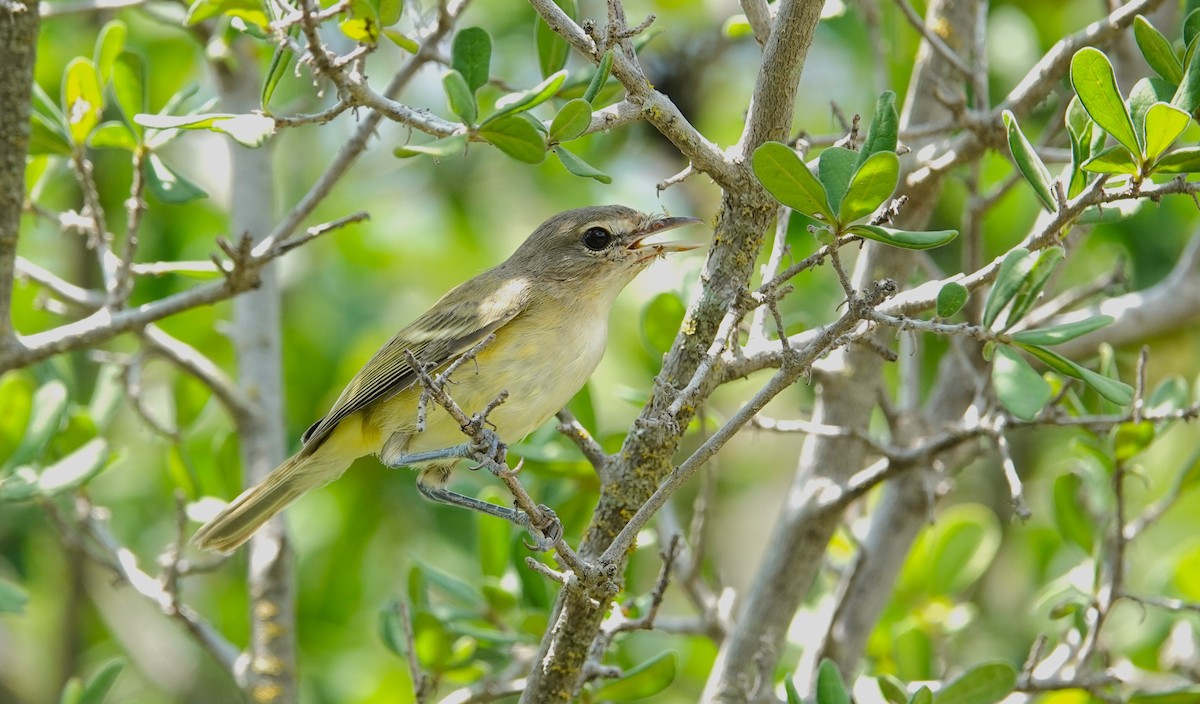 Braunaugenvireo - ML621956539