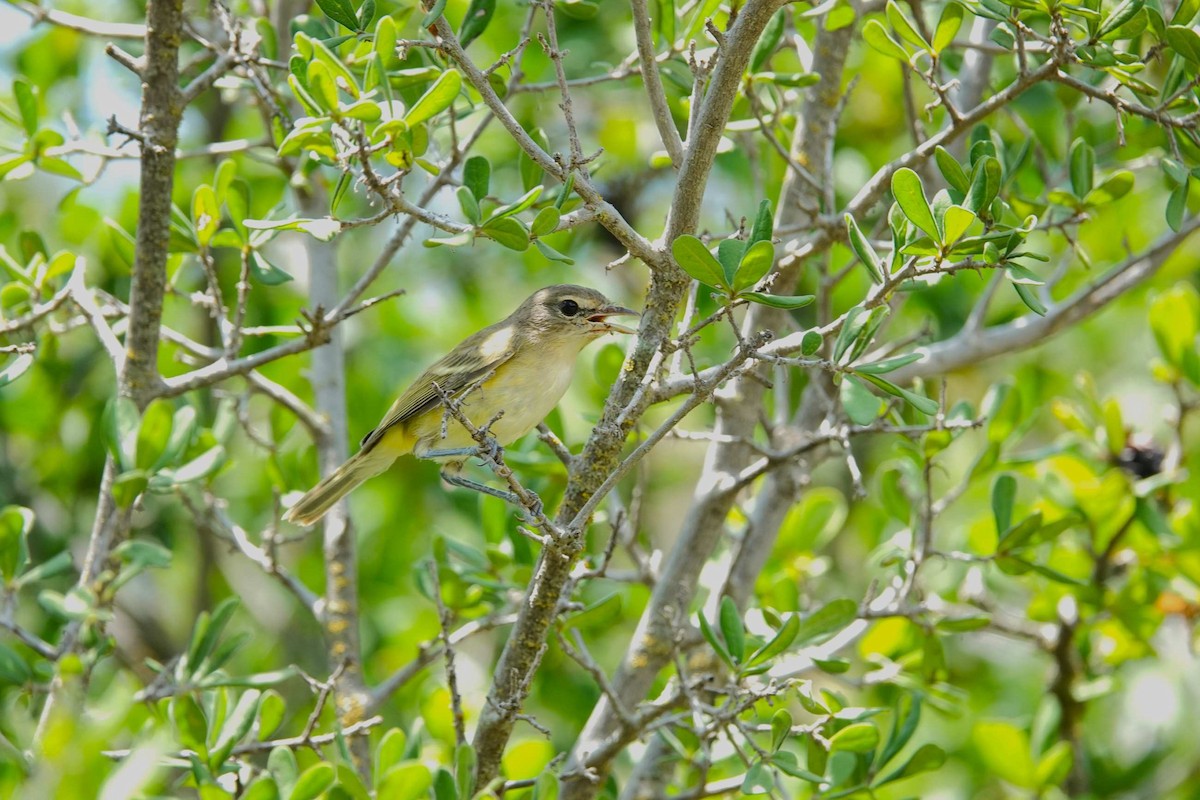 Braunaugenvireo - ML621956550