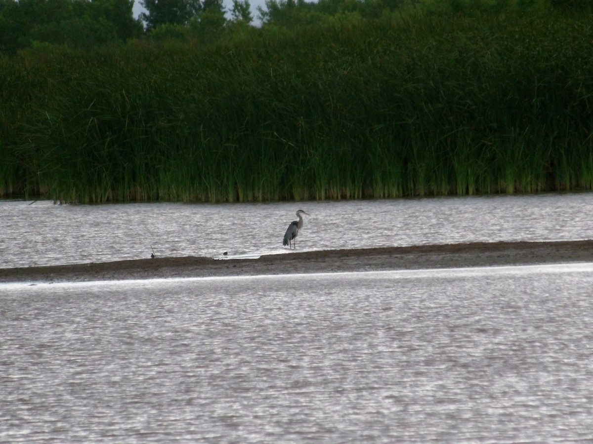 Great Blue Heron - ML621956586