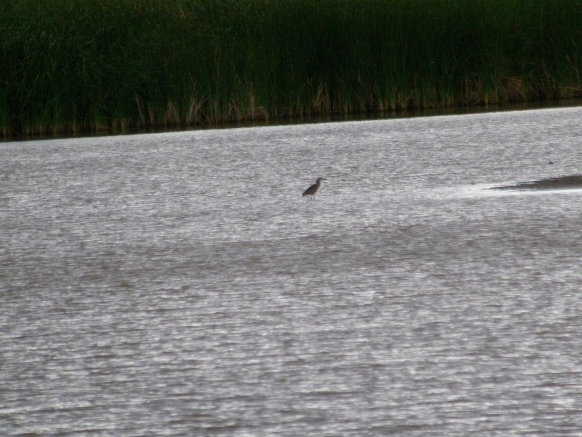 Black-crowned Night Heron - ML621956590