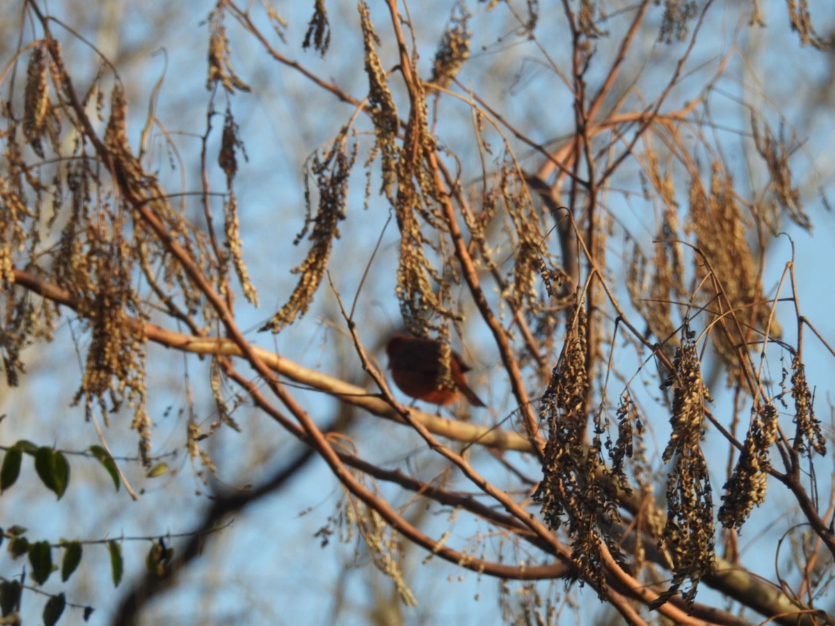 Hepatic Tanager - ML621956749