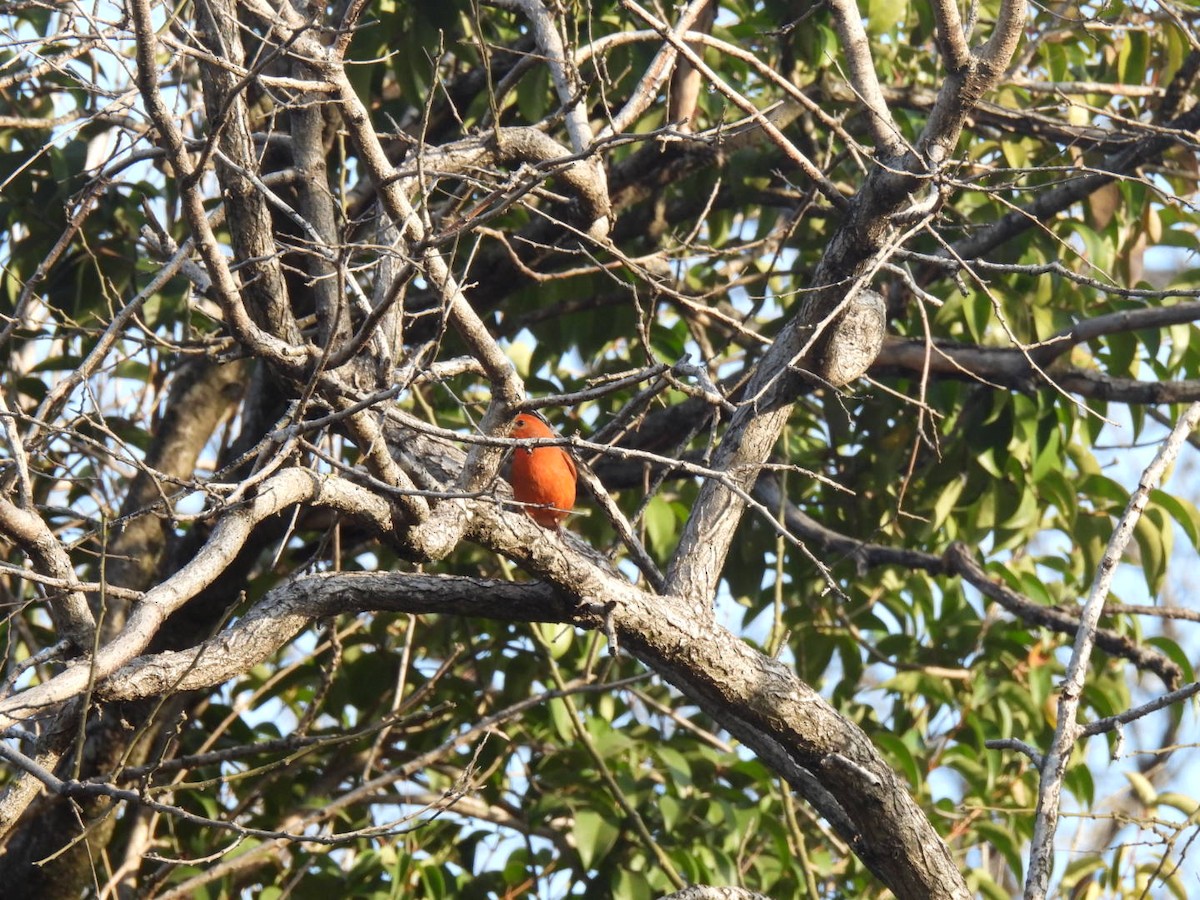 Hepatic Tanager - ML621956750