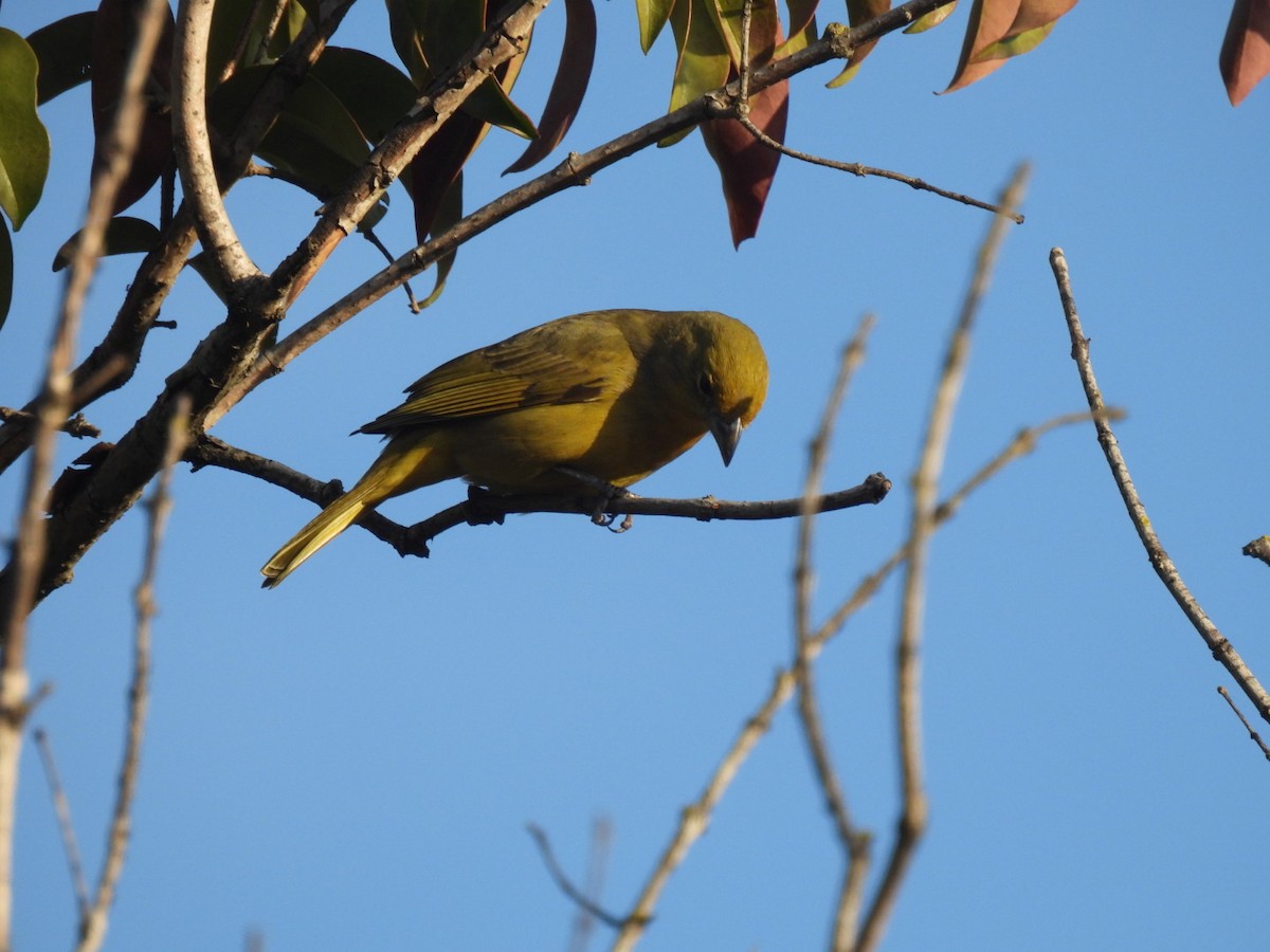 Hepatic Tanager - ML621956751