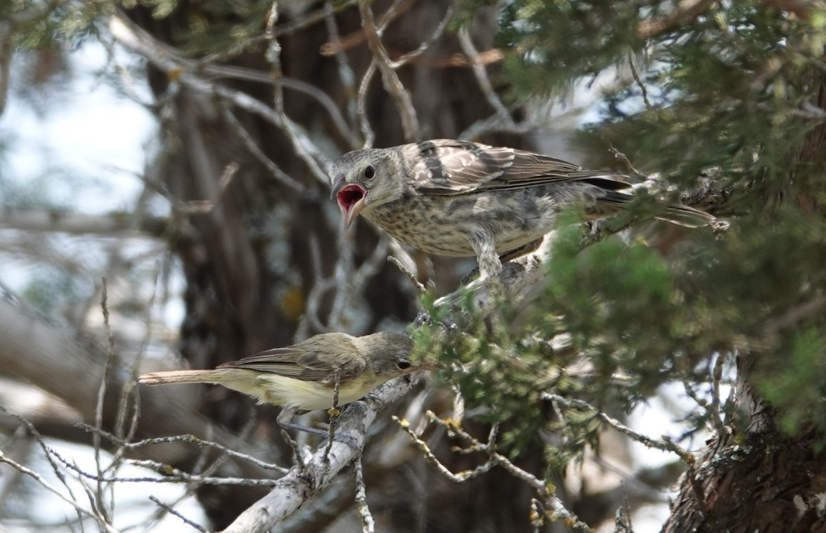 コウウチョウ - ML621956839