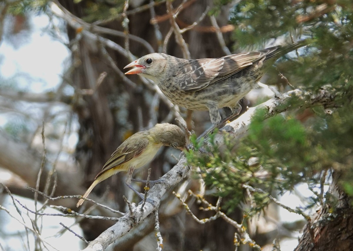 コウウチョウ - ML621956844