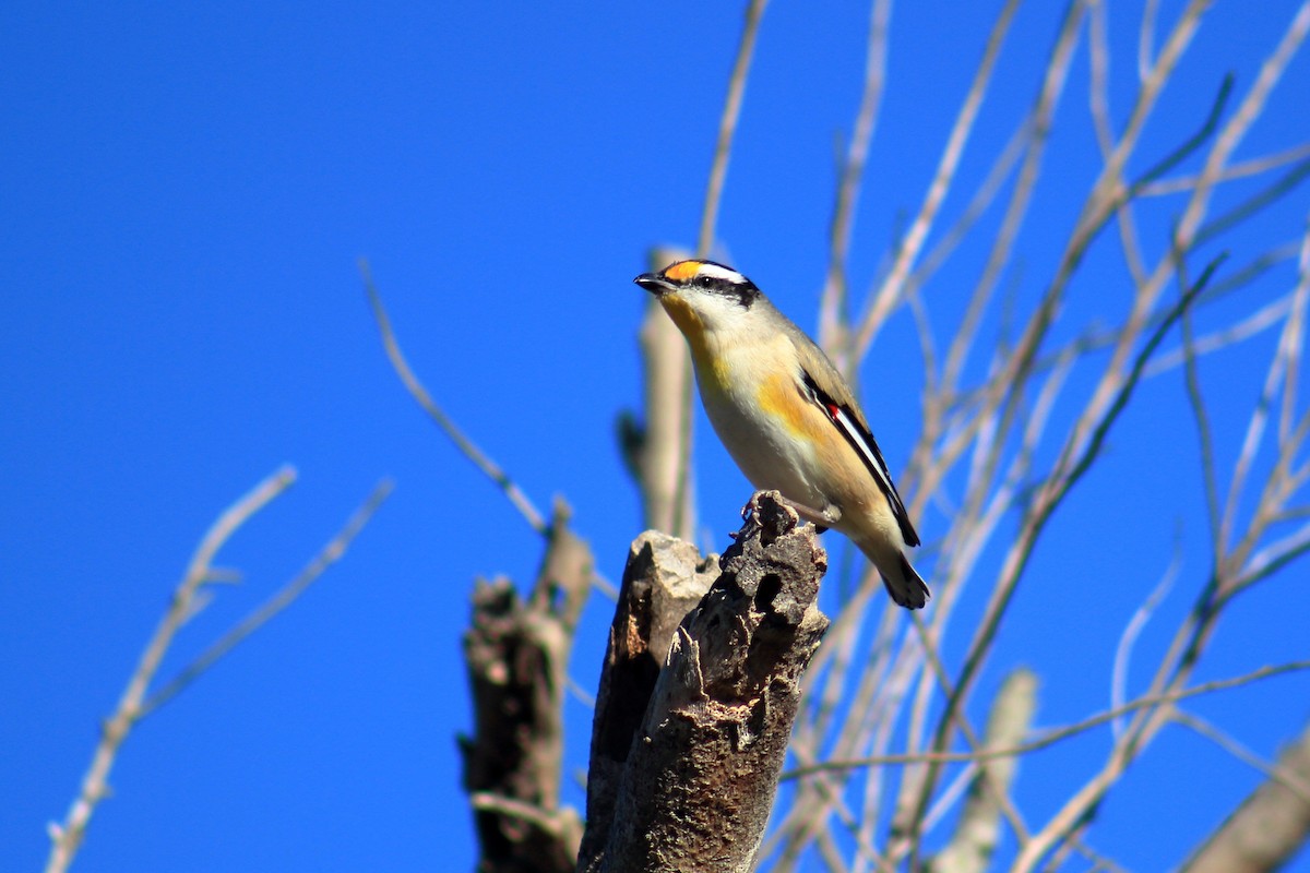 Striated Pardalote - ML621956849