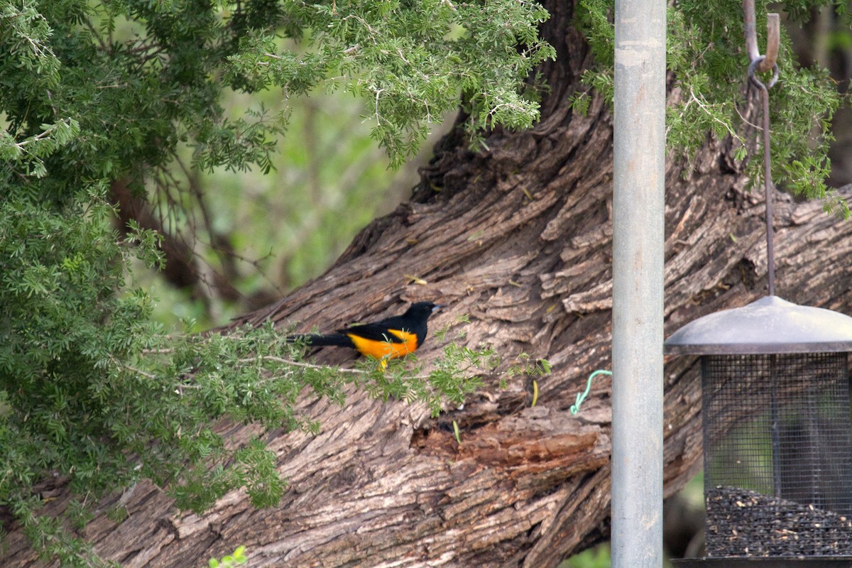 Black-vented Oriole - ML62195691