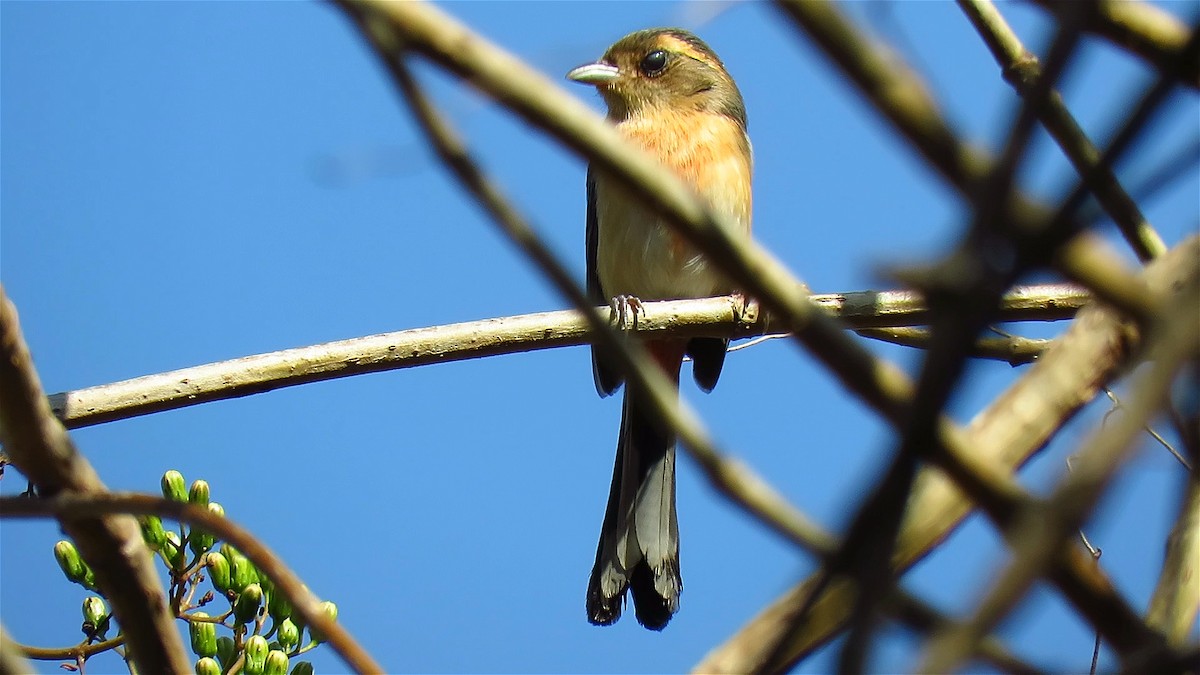 Red-breasted Chat - ML621956922