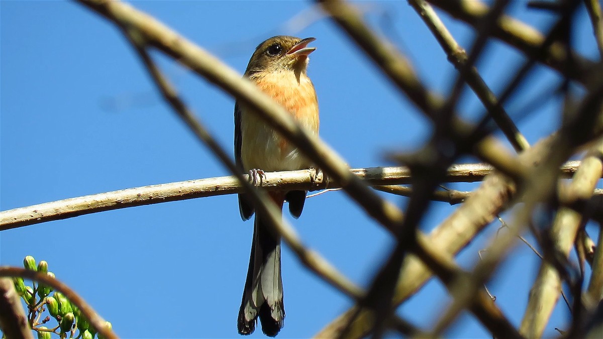 Red-breasted Chat - ML621956930