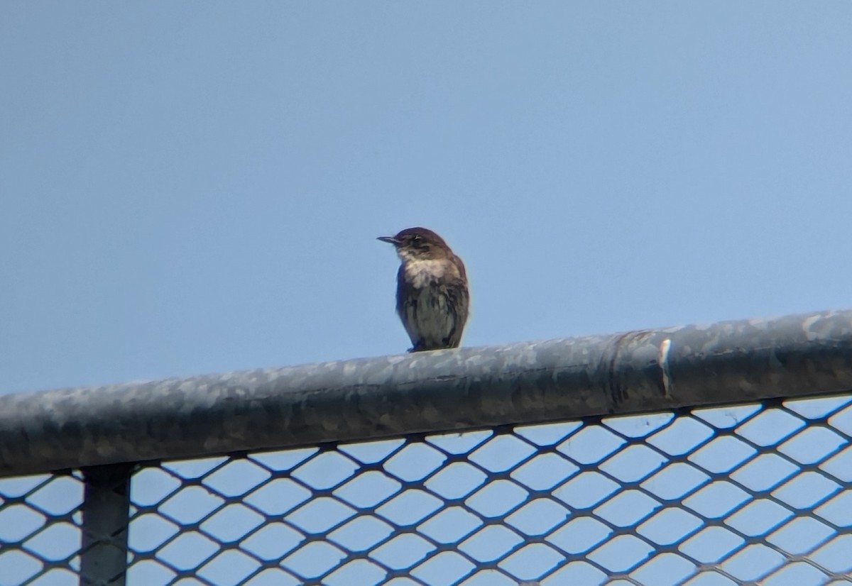 Eastern Phoebe - ML621956936