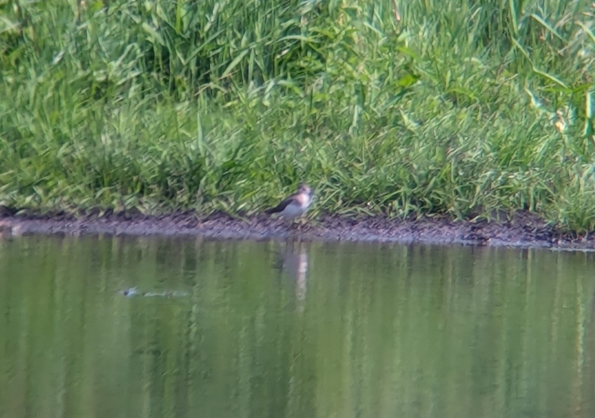 Solitary Sandpiper - ML621956949